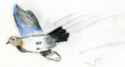 'Free'       charcoal and gouache, from Lawson's Sketchbook 